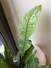 Microsorum musifolium