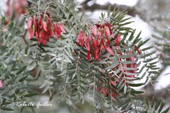 Schinopsis lorentzii