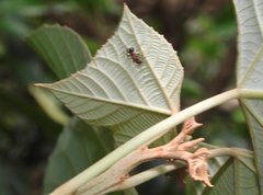 Stictoponera bicolor