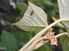 Stictoponera bicolor