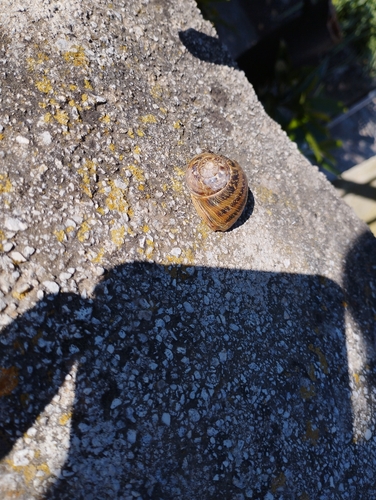 Cornu aspersum