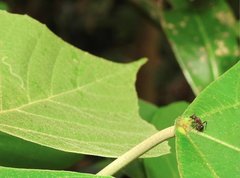 Stictoponera bicolor