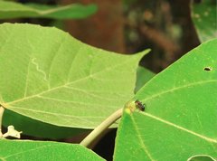 Stictoponera bicolor