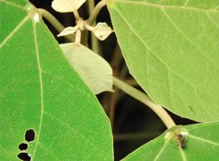 Stictoponera bicolor
