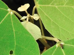 Stictoponera bicolor
