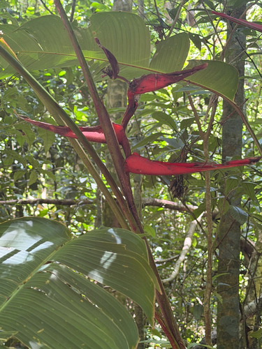 Heliconia tortuosa, photograph 5