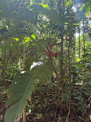 Heliconia tortuosa, photograph (c) Aaron Liston, some rights reserved (CC BY)