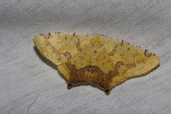 Nepheloleuca illiturata
