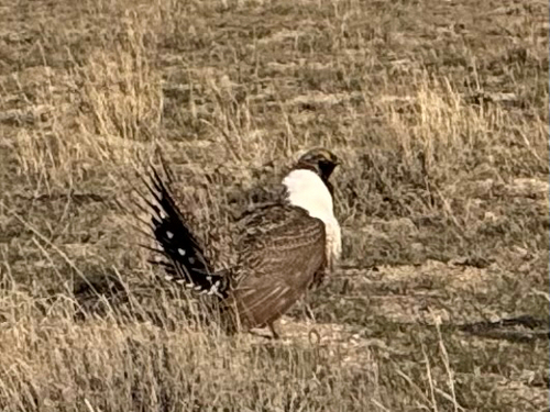 Sage Grouse (Centrocercus urophasianus), photo 4