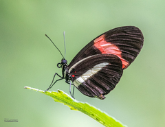 Heliconius melpomene rosina