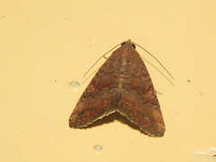 Amyna punctum