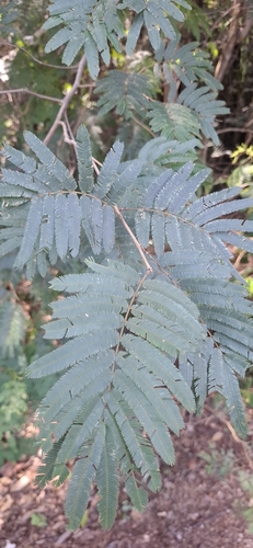 Senegalia polyphylla observed 2026-04-26