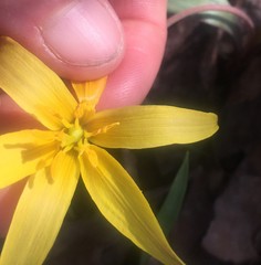 Erythronium rostratum