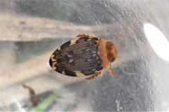 Laccophilus maculosus