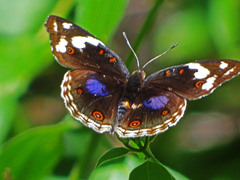 Junonia oenone oenone