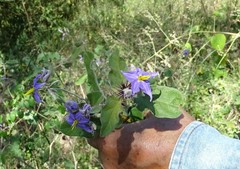 Solanum