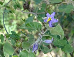 Solanum