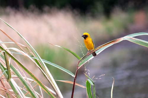 Asian Golden Weaver