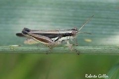 Dichroplus elongatus