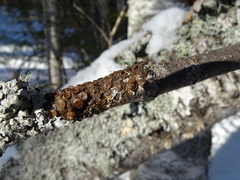 Melanohalea olivacea