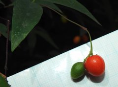Wikstroemia nutans