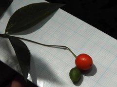 Wikstroemia nutans