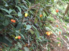 Wikstroemia nutans