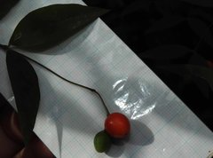 Wikstroemia nutans
