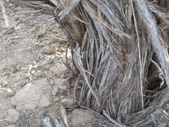 Sceloporus graciosus graciosus