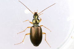 Agonum extensicolle