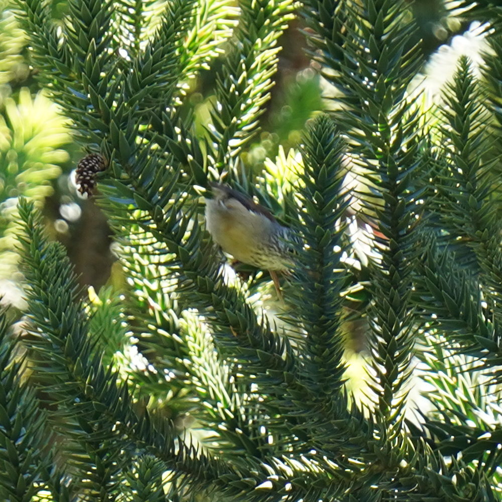 Araucaria Tit-Spinetail (Leptasthenura setaria), photo 10