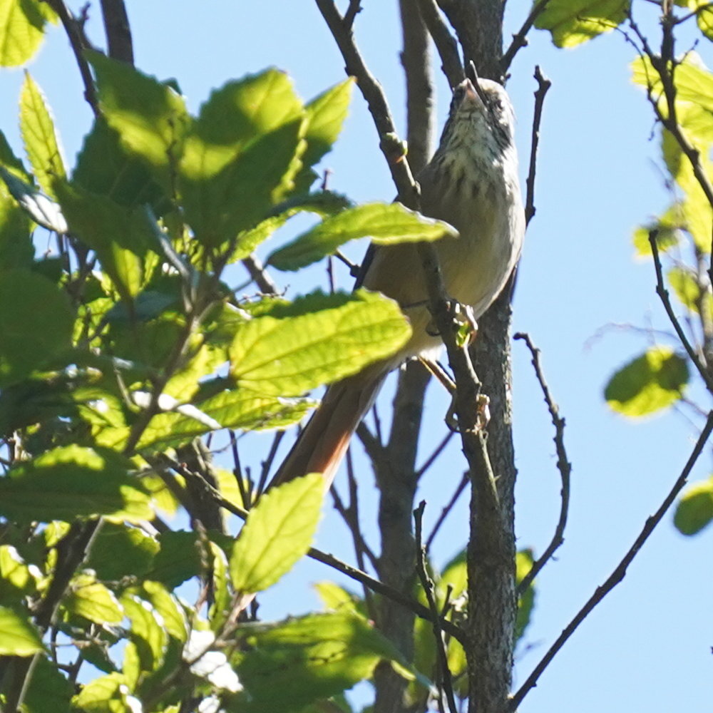 Araucaria Tit-Spinetail (Leptasthenura setaria), photo 9