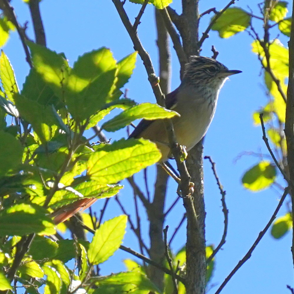 Araucaria Tit-Spinetail (Leptasthenura setaria), photo 1