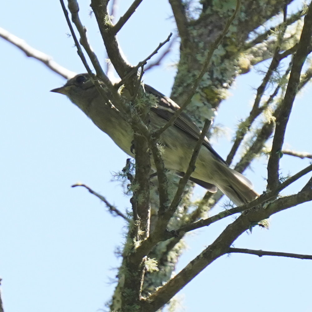 Araucaria Tit-Spinetail (Leptasthenura setaria), photo 2