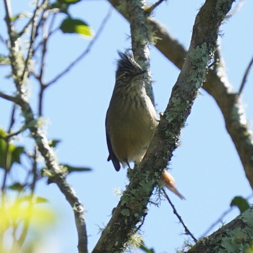 Araucaria Tit-Spinetail (Leptasthenura setaria), photo 4