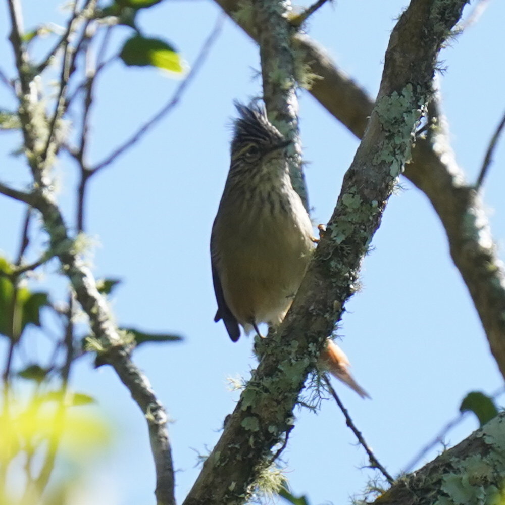Araucaria Tit-Spinetail (Leptasthenura setaria), photo 5