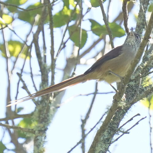 Araucaria Tit-Spinetail (Leptasthenura setaria), photo 5