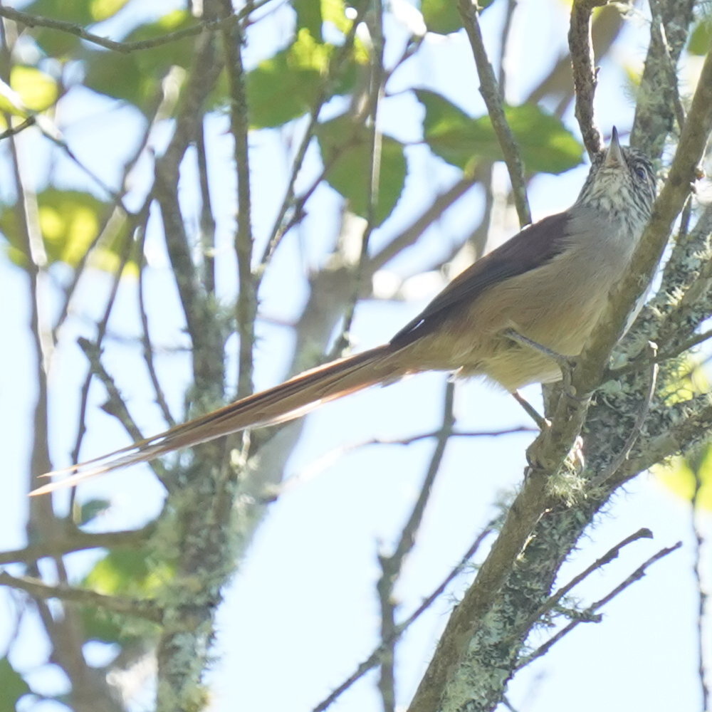 Araucaria Tit-Spinetail (Leptasthenura setaria), photo 6
