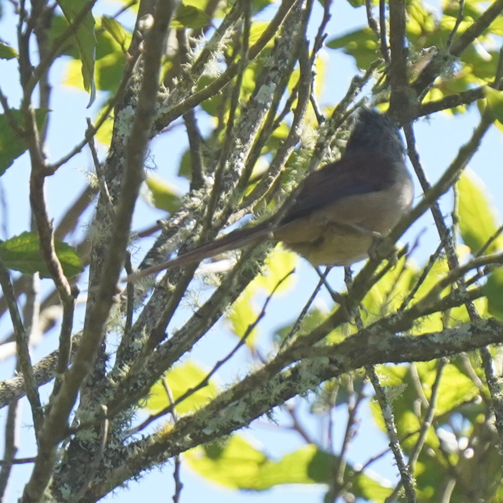 Araucaria Tit-Spinetail (Leptasthenura setaria), photo 7