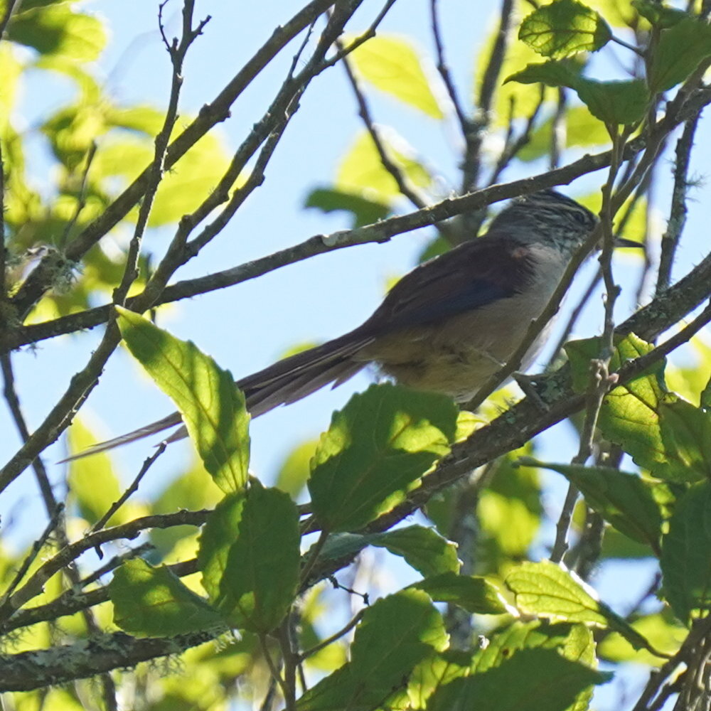 Araucaria Tit-Spinetail (Leptasthenura setaria), photo 8