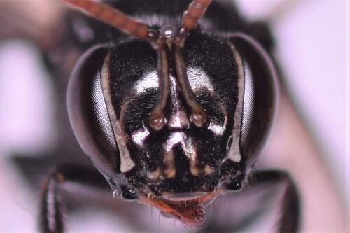 Orizaba Partamona