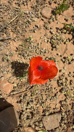 common poppy