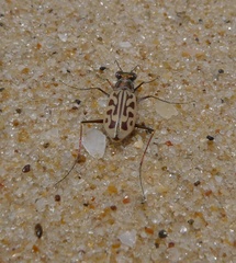 Habrodera nitidula