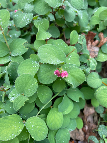 iNaturalist observation photo of creeping snowberry