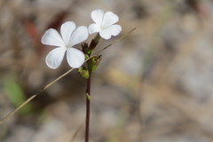 Buchnera floridana image