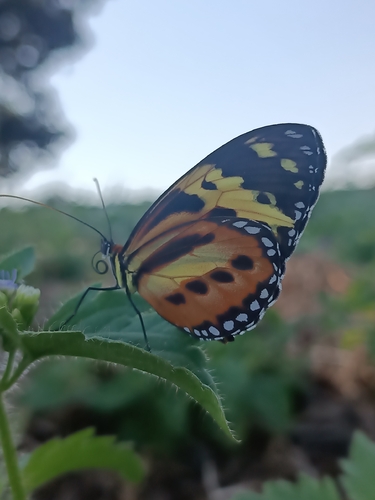 Harmonia Tigerwing