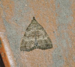 Herminia annulata