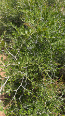 Ziziphus lotus, photograph author not stated, no rights reserved