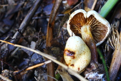 Austropaxillus boletinoides