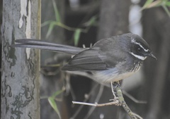 Rhipidura albogularis